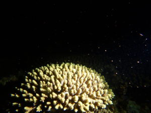サンゴの産卵始めました 沖縄貸し切りダイビング Re Orca リ オルカ