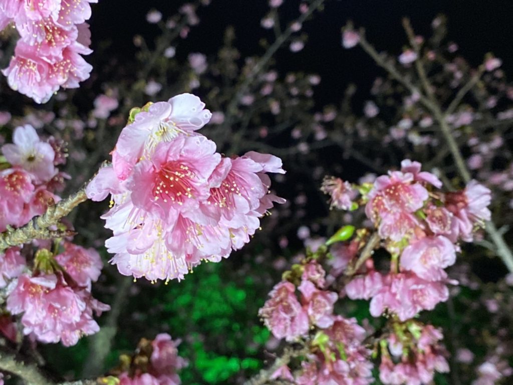 世界遺産の今帰仁城跡で桜祭り