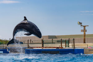 沖縄の自然と海の宝庫海洋博公園のお得情報